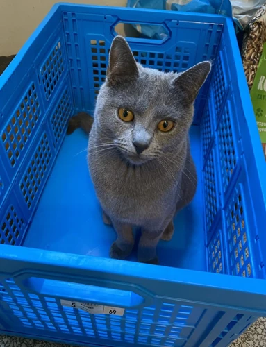 Andere Mogelijkheden Voor Katten In Dromen