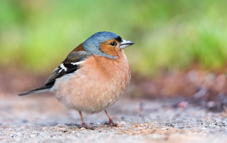 De Betekenis Van Dromen Over Een Gewonde Vogel