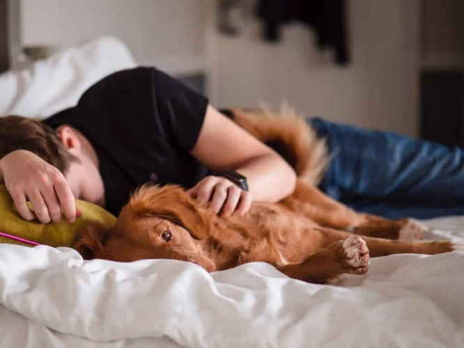 De Betekenis Van Dromen Over Honden