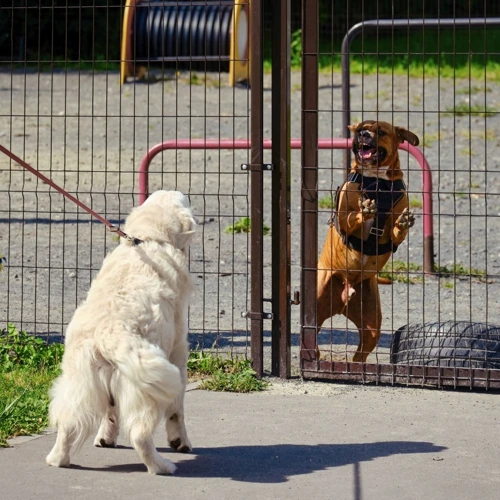 De Betekenis Van Een Witte Hond In Een Droom