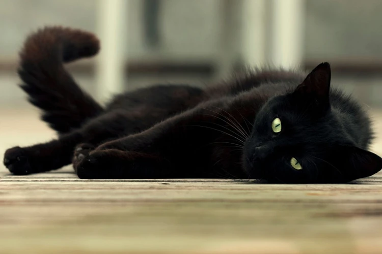 De Betekenis Van Katten In Dromen