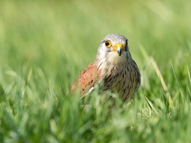 De Betekenis Van Vogels In Dromen