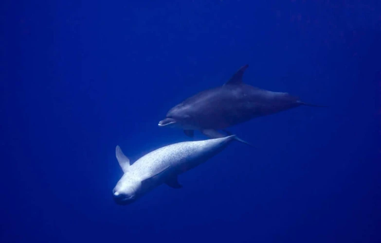 De Betekenis Van Zeedieren In Dromen