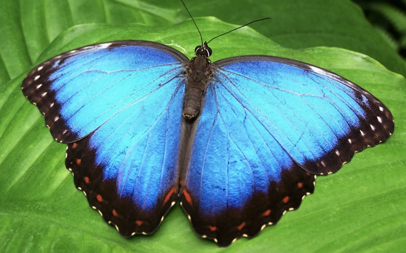 De Energetische Betekenis Van De Vlinder