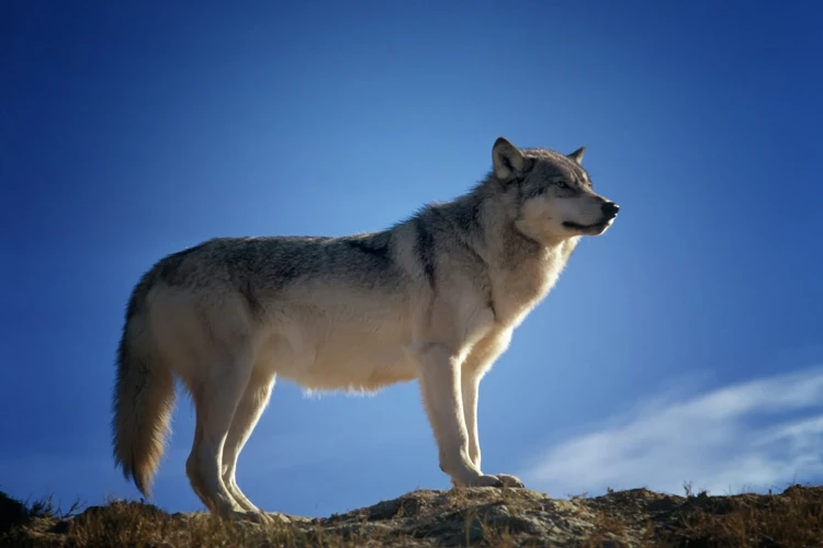 De Kracht Van De Wolf