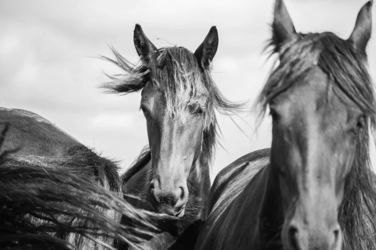 De Relatie Tussen Paarden En Vrijheid