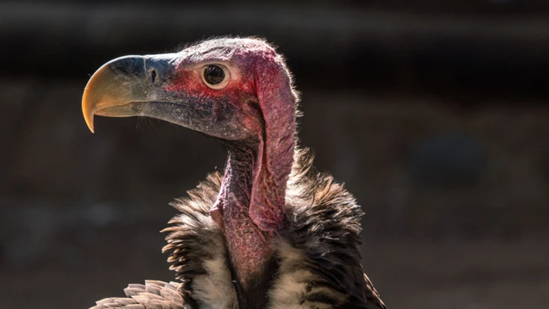 De Symboliek Van De Uil In De Bijbel