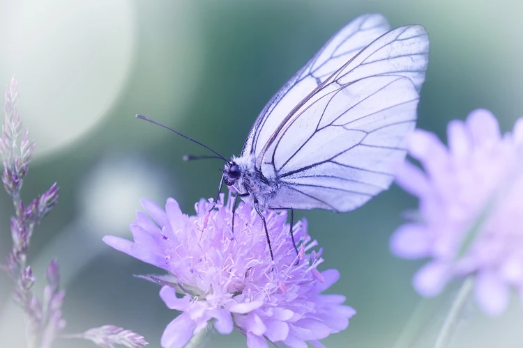 De Symboliek Van Vlinders