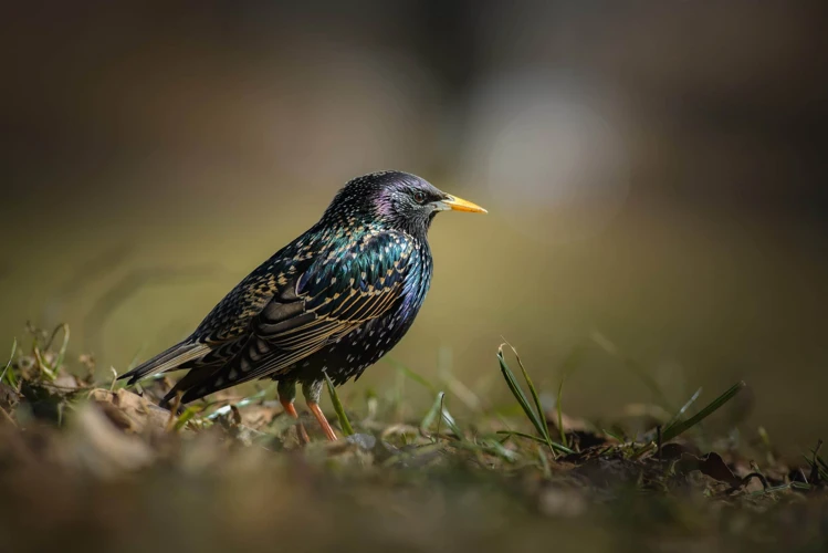 De Verschillende Betekenissen Van Vogels In Dromen