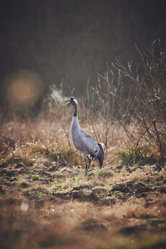 Dierensymboliek In Hedendaagse Dromen