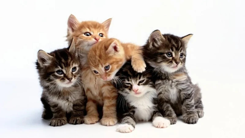 Dromen Over Kittens In Het Algemeen