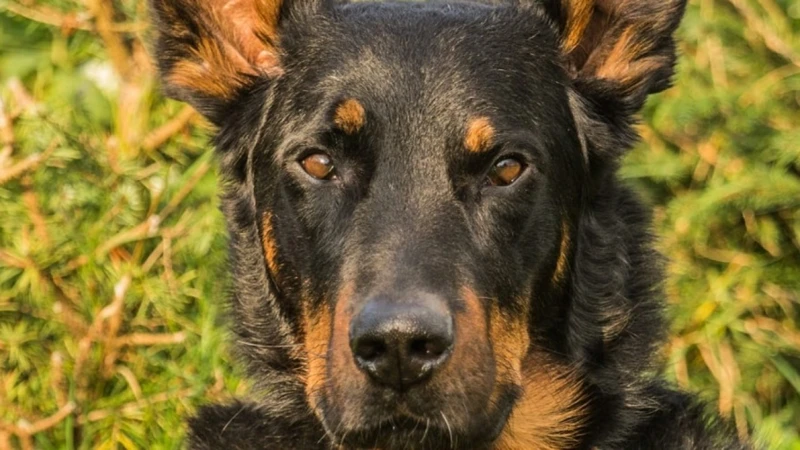 Hoe Emoties Onze Dromen Over Dieren Beïnvloeden