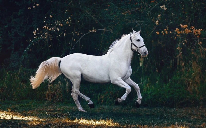 Interpretatie Van Dromen Over Witte Paarden