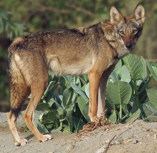 Interpretatie Van Wilde Dieren In Verschillende Situaties