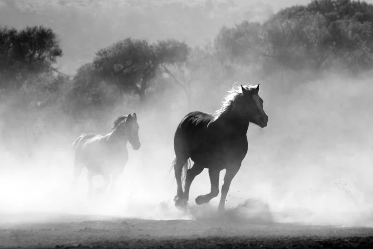 Paarden In Dromen