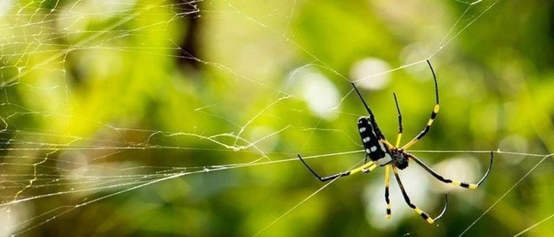 Spinnenwebben In Dromen: Betekenis En Interpretatie