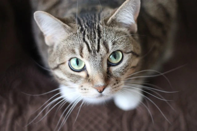 Veel Voorkomende Elementen In Dromen Met Katten En Wat Ze Betekenen