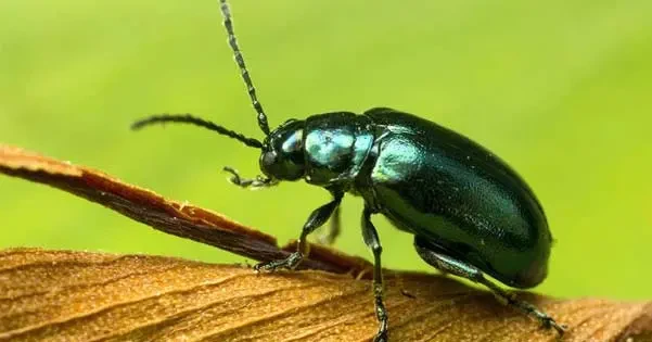 Veelvoorkomende Droomscenario'S Met Insectenplagen