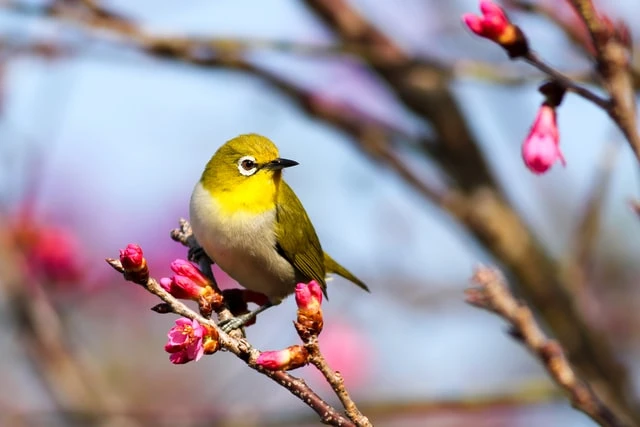 Verband Tussen Vogels En Onze Gemoedstoestand