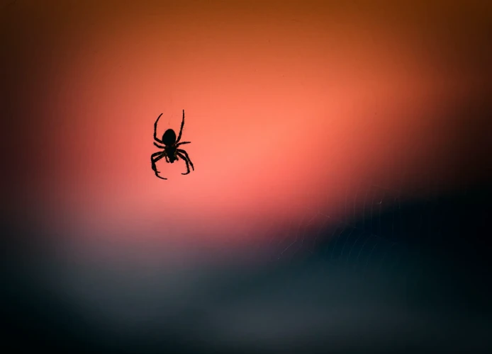 Verschillende Soorten Spinnen En Hun Betekenissen