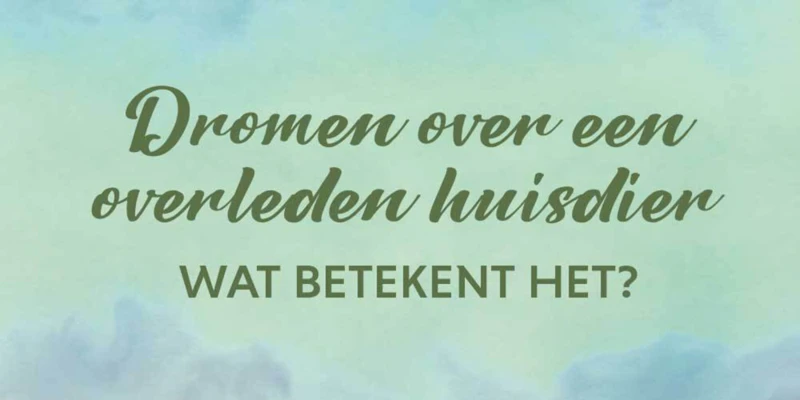 Wat Betekent Het Als Je Droomt Over Een Overleden Hond?