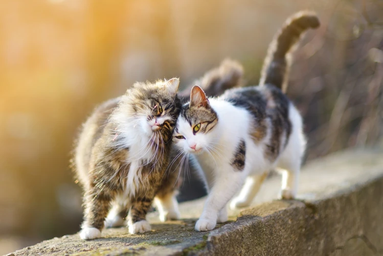 Wilde Katten In Dromen