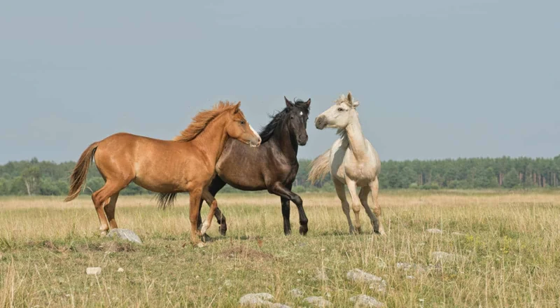 De Betekenis Van Verschillende Paardenkleuren In Dromen