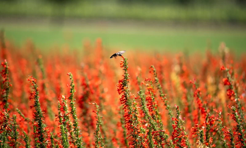 De Invloed Van Vogels Op Dromen