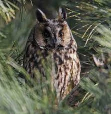 Veelvoorkomende Vogelsoorten In Zwermen