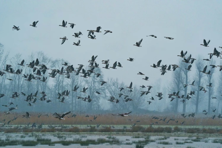 Waarom Vormen Vogels Zwermen?